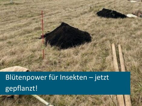 Blütenkalender Nußloch: Lebenswichtige Nahrung für unsere Insekten sichern