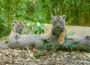 Zoo Heidelberg: Nachwuchs bei den Sumatra-Tigern