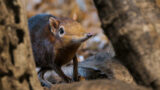 Tierinventur im Zoo Heidelberg