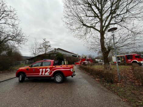 Vogelrettung: Feuerwehr rettet verirrten Falken aus Reithalle
