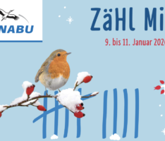 Stunde der Wintervögel: Kostenlose Zählhilfe vom NABU
