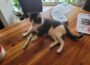 Ein Jahresauftakt mit Herz: Tierheimkater Jan hat sein neues Zuhause gefunden