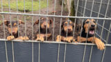 Vier Welpen wirbeln den Alltag im Tom-Tatze-Tierheim durcheinander