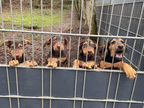 Vier Welpen wirbeln den Alltag im Tom-Tatze-Tierheim durcheinander
