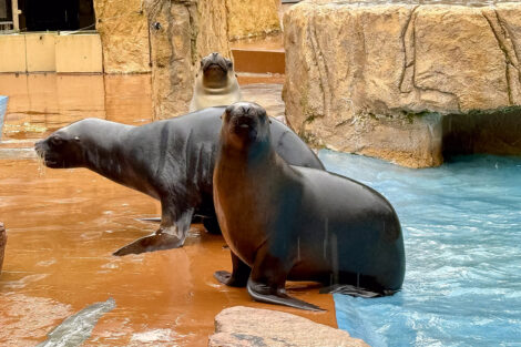 Junger Mähnenrobbenbulle neu im Zoo Heidelberg