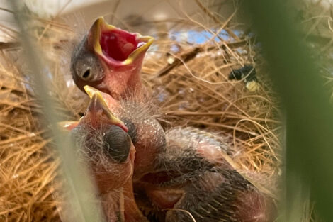 Der Yarrellzeisig: Eine Rarität ist im Zoo Heidelberg geschlüpft!