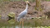 Größter flugfähiger Vogel der Welt im Zoo Heidelberg eingezogen