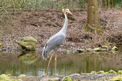 Größter flugfähiger Vogel der Welt im Zoo Heidelberg eingezogen