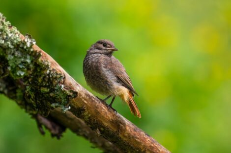 Frühlingserwachen: Holzbienen und Zitronenfalter zeigen sich