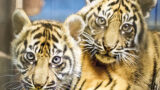 Namen für Tigernachwuchs im Zoo Heidelberg stehen fest
