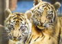 Namen für Tigernachwuchs im Zoo Heidelberg stehen fest