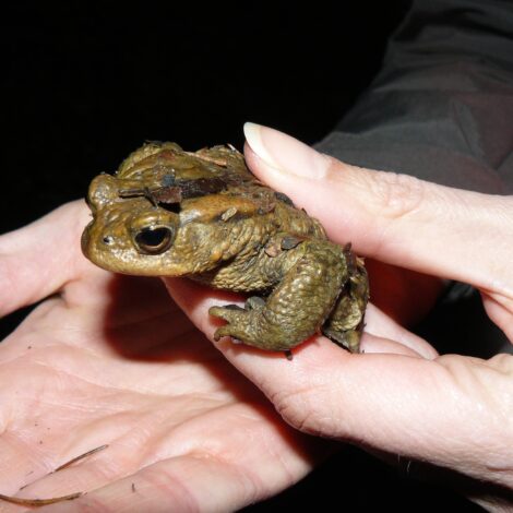 NABU lädt zu spannender Nacht-Exkursion bei Nußloch ein