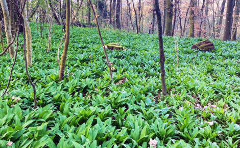 Bärlauchzeit in der Gemeinde Nußloch