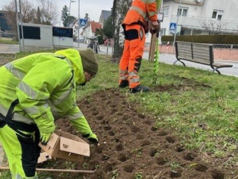 Bunte Abwechslung für Nußloch