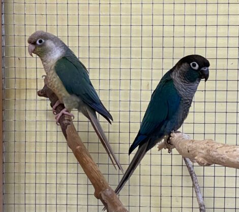 Zwei muntere Molina Sittiche sorgen für staunende Besucher