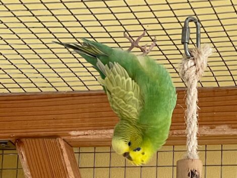 Ein lebhafter Wellensittich-Schwarm im Tierheim