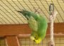 Ein lebhafter Wellensittich-Schwarm im Tierheim