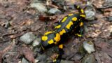 Der Feuersalamander – Schwarz-gelbe Gäste auf Nußlochs Waldwegen