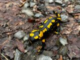 Der Feuersalamander – Schwarz-gelbe Gäste auf Nußlochs Waldwegen