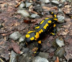 Der Feuersalamander – Schwarz-gelbe Gäste auf Nußlochs Waldwegen