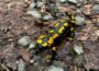 Der Feuersalamander – Schwarz-gelbe Gäste auf Nußlochs Waldwegen
