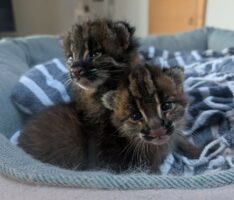 Sensationeller Zuchterfolg im Zoo Heidelberg