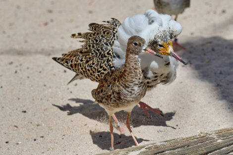 Ein Stück Meer im Zoo Heidelberg