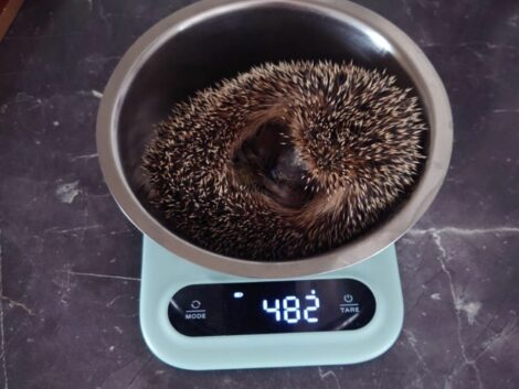 Zwei verletzte Igel in Nußloch gerettet und versorgt