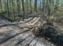 Wasser marsch für den Wald