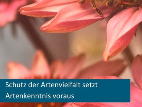 Artenvielfalt: Der Schatz vor unserer Haustür!