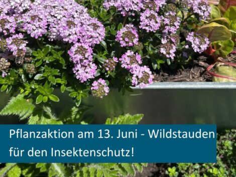Wildstauden pflanzen & Insekten schützen! 