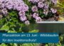 Wildstauden pflanzen & Insekten schützen! 