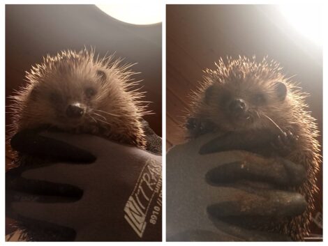 Zwei kleine Stachelmäuse bekommen nach schwerem Start eine neue Chance