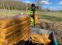 Nußloch fördert Artenvielfalt mit Sandlinsen für Wildbienen
