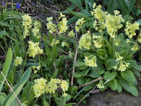 Die Schlüsselblume schließt den Himmel auf!