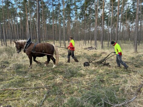Kreisforstamt pflanzt zehntausende Bäume für den Wald der Zukunft