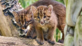 Goldkatzen-Nachwuchs auf Entdeckungstour