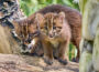 Goldkatzen-Nachwuchs auf Entdeckungstour
