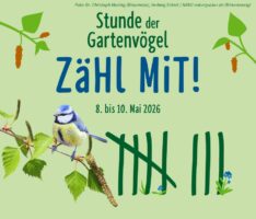 Stunde der Vögel: Jetzt mitmachen bei der Zähl-Aktion