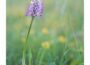 Seltene Orchideen rund um Nußloch in voller Blüte
