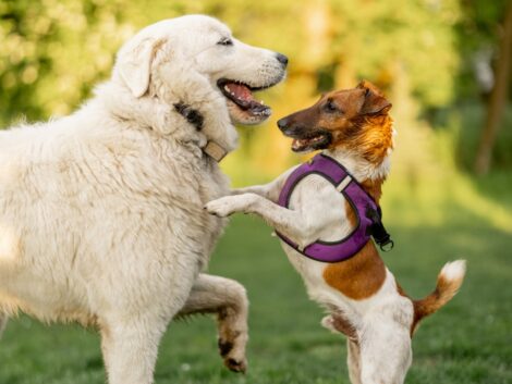 Leine ab: Die Hundewiese ist offen!