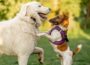 Leine ab: Die Hundewiese ist offen!