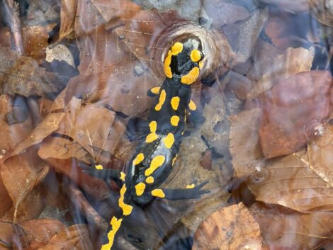 Feuersalamander: Warum der „kleine Drache“ besonderen Schutz braucht