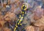 Feuersalamander: Warum der „kleine Drache“ besonderen Schutz braucht