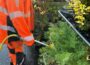 Kräuter vor der Haustür entdecken und bewahren