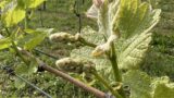 Startschuss für den neuen Jahrgang beim Weingut Adam Müller