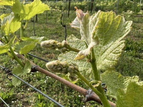 Startschuss für den neuen Jahrgang beim Weingut Adam Müller