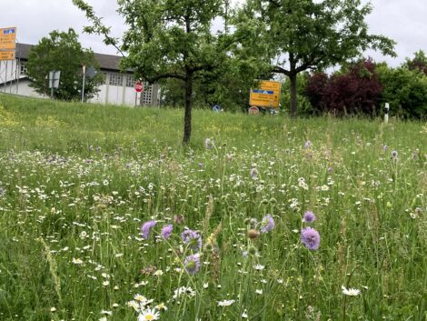 Mehr Blüten statt Einheitsgrün: Straßenränder im Rhein-Neckar-Kreis werden zu blühenden Lebensräumen
