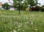 Mehr Blüten statt Einheitsgrün: Straßenränder im Rhein-Neckar-Kreis werden zu blühenden Lebensräumen