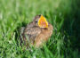 Jungvogel gefunden? Nicht sofort eingreifen